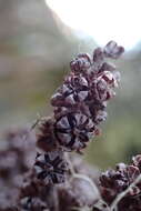 Image of mountain neinei