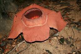 Image of Rafflesia kerrii W. Meijer