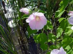 Image of crimsoneyed rosemallow