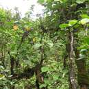 Sivun Hibiscus arnottianus subsp. punaluuensis (Skottsb.) D. Bates kuva