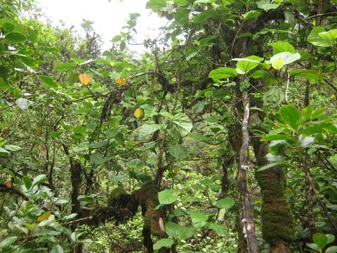 Sivun Hibiscus arnottianus subsp. punaluuensis (Skottsb.) D. Bates kuva