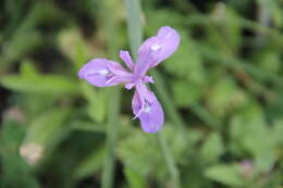 Image of Barbary Nut Iris