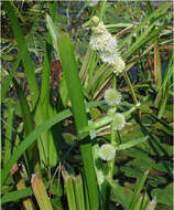 Image of European bur-reed