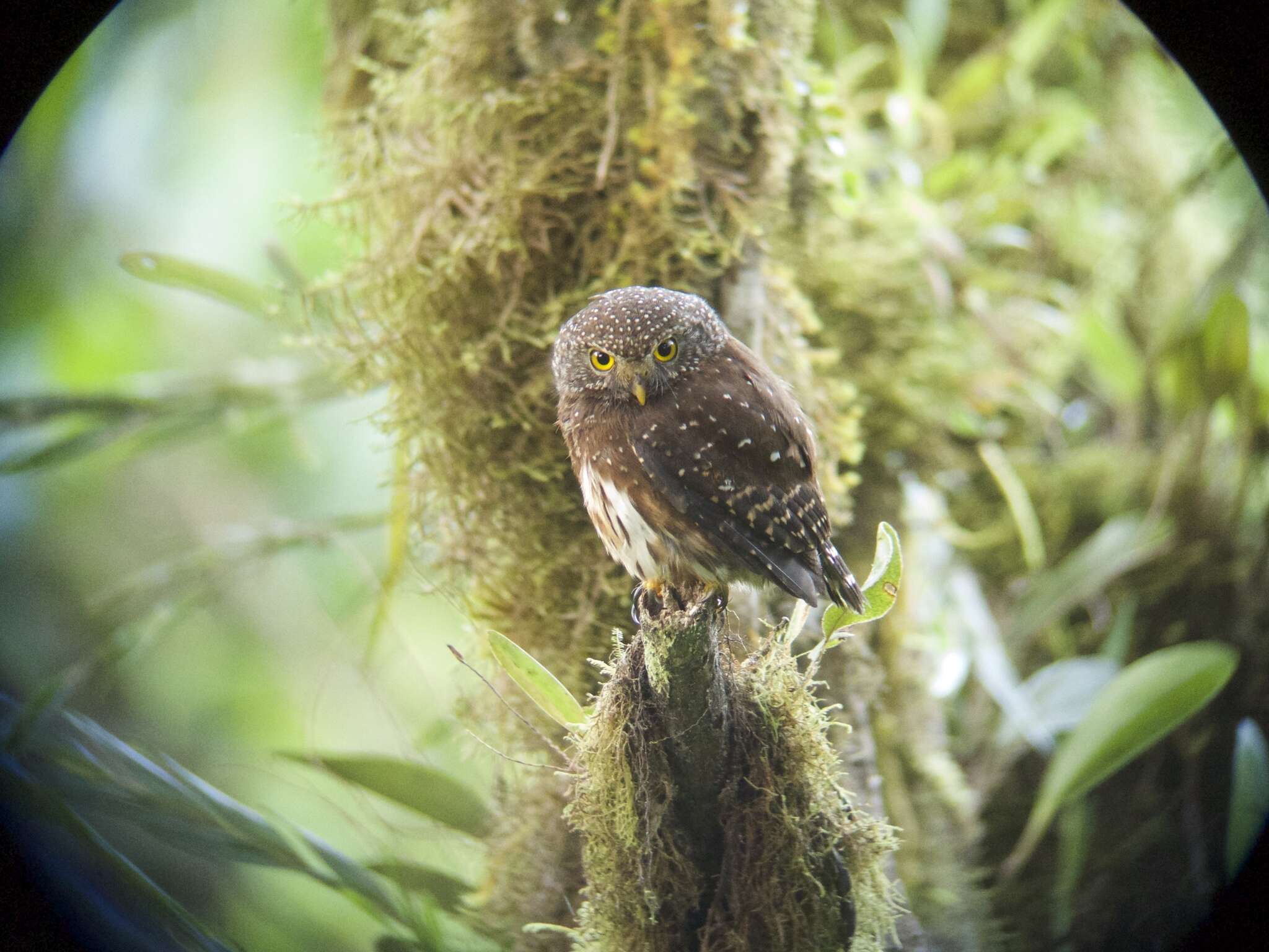 Image of Andean Pygmy Owl