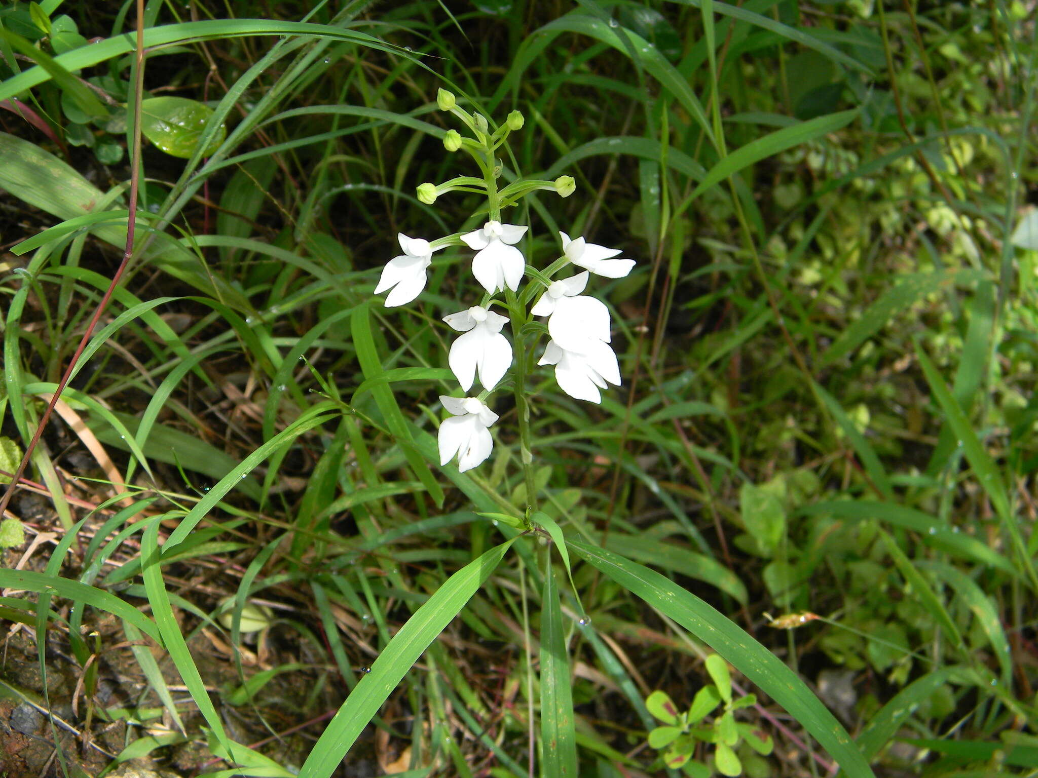 Image of Habenaria plantaginea Lindl.