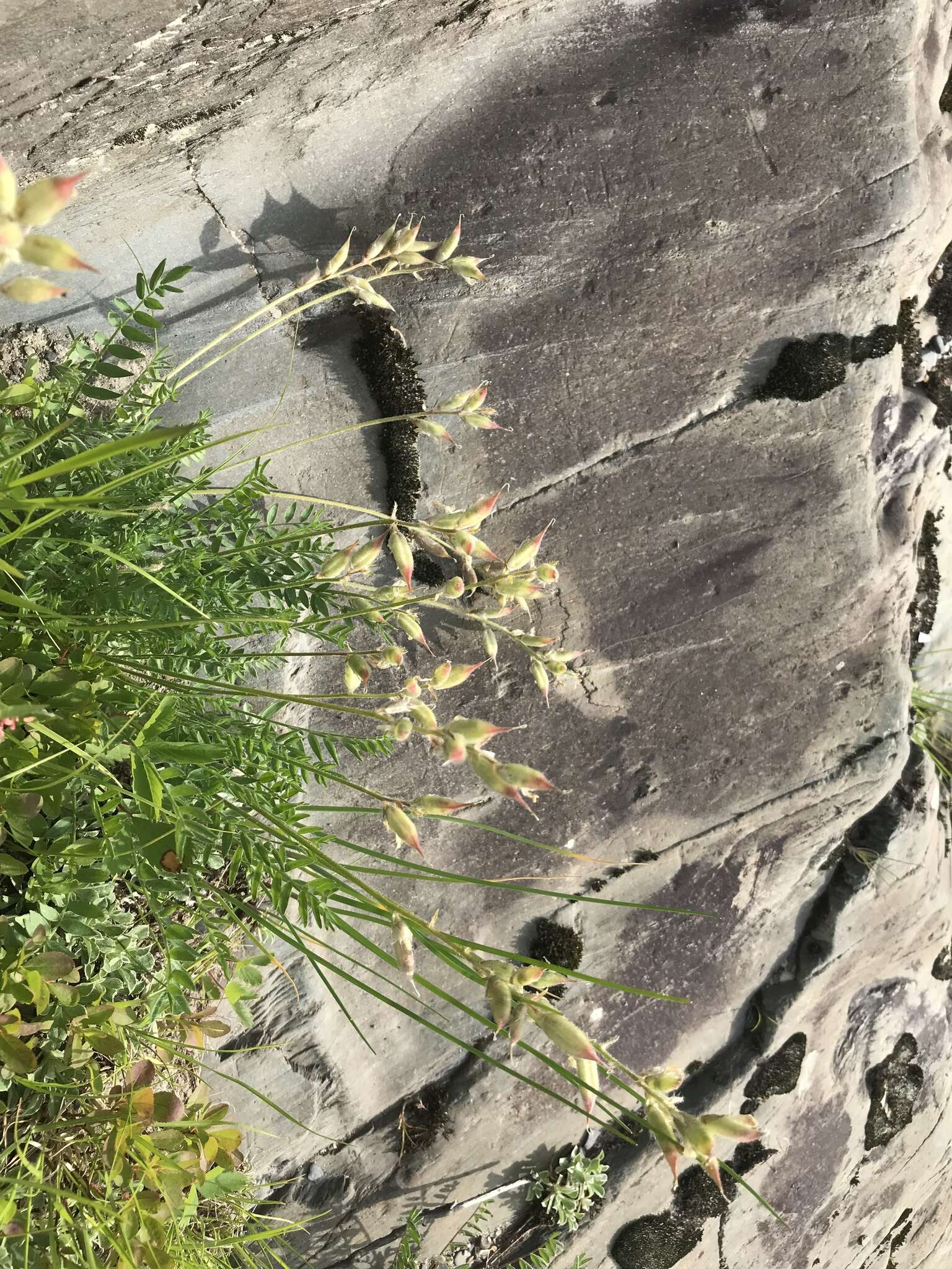 Слика од Oxytropis campestris var. johannensis Fernald