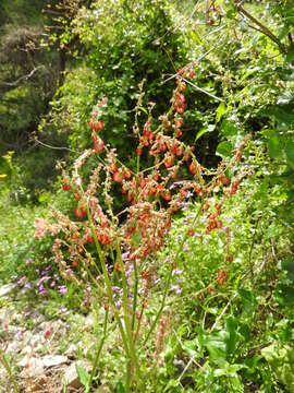 Image of Rumex tuberosus subsp. creticus Rech. fil.