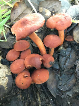 Image of Lactarius rufulus Peck 1907