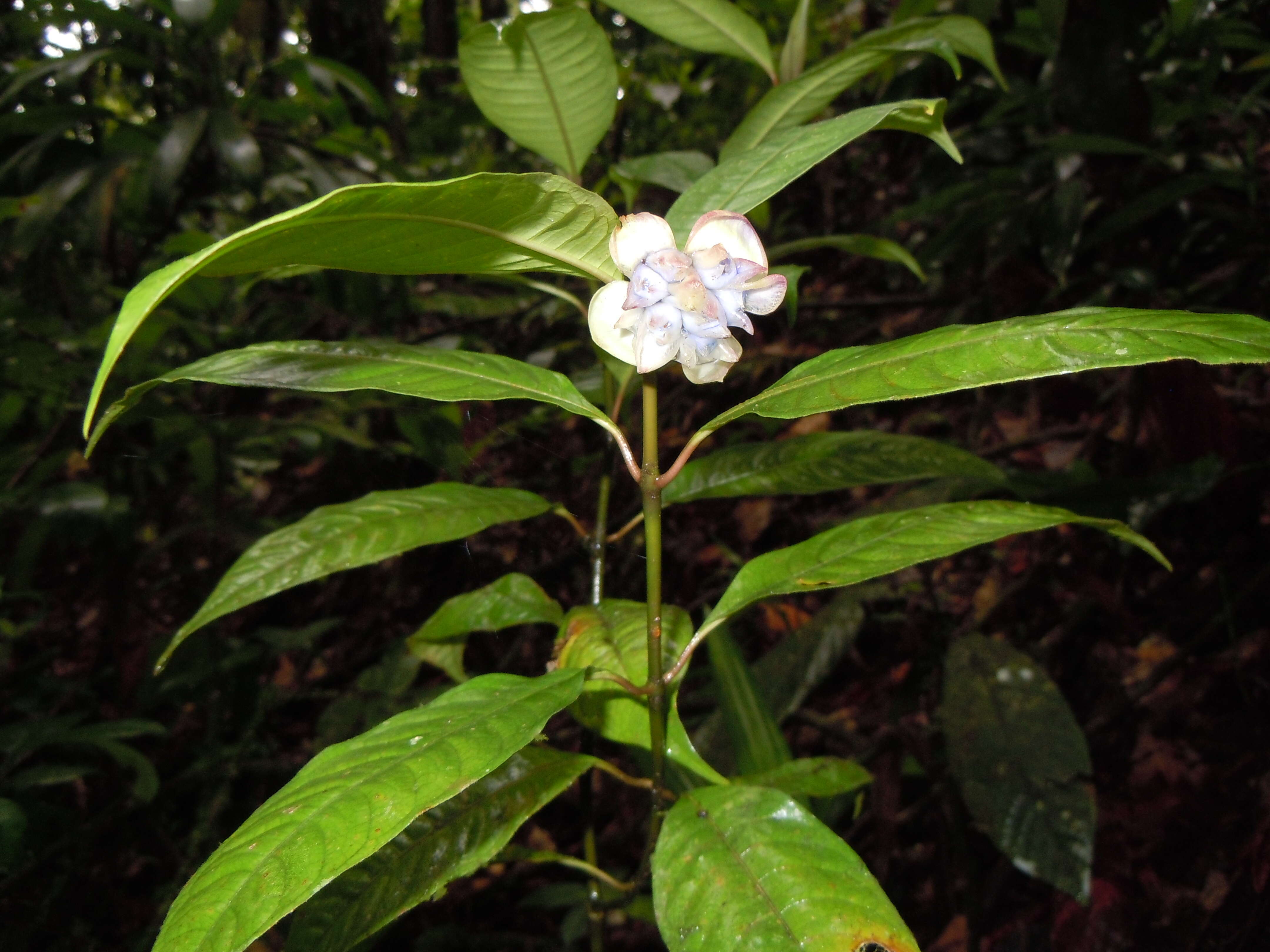 Image of wild coffee