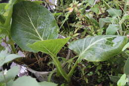 Image of Sonchus brassicifolius S. C. Kim & Mejías