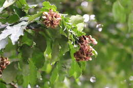 Image of Maniltoa browneoides Harms