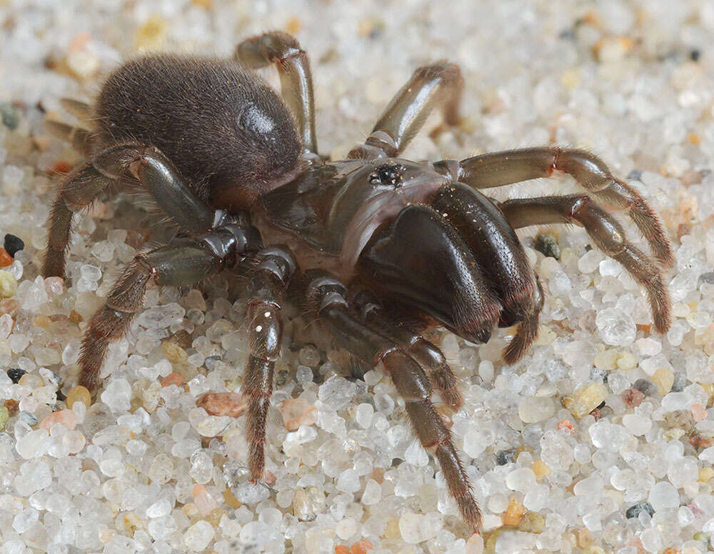 Image of Atypus