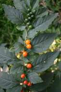 Image of Jerusalem Cherry