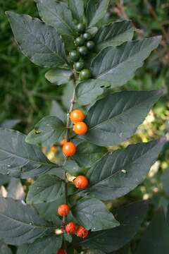 Image of Jerusalem Cherry