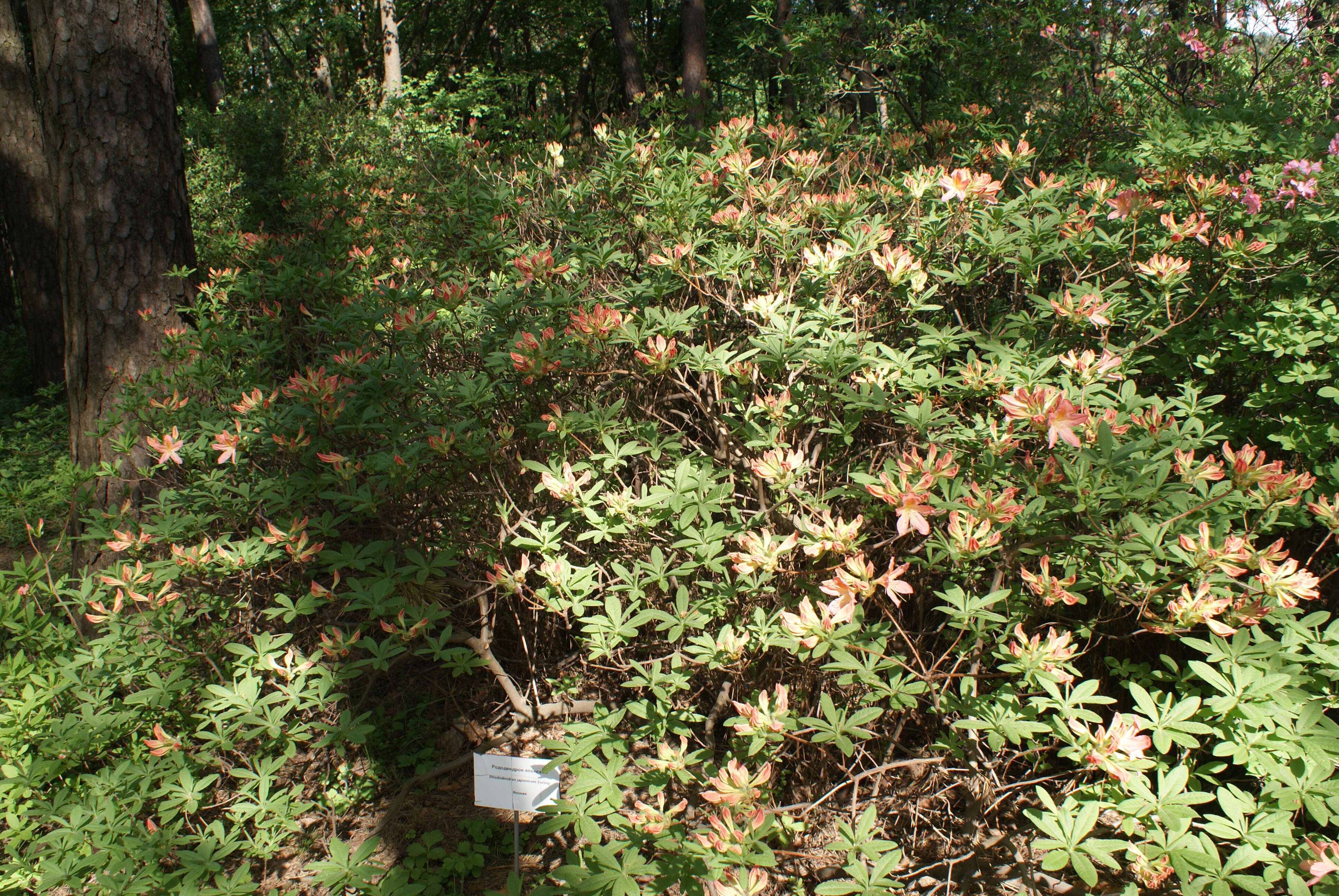 Image de Rhododendron molle (Bl.) G. Don