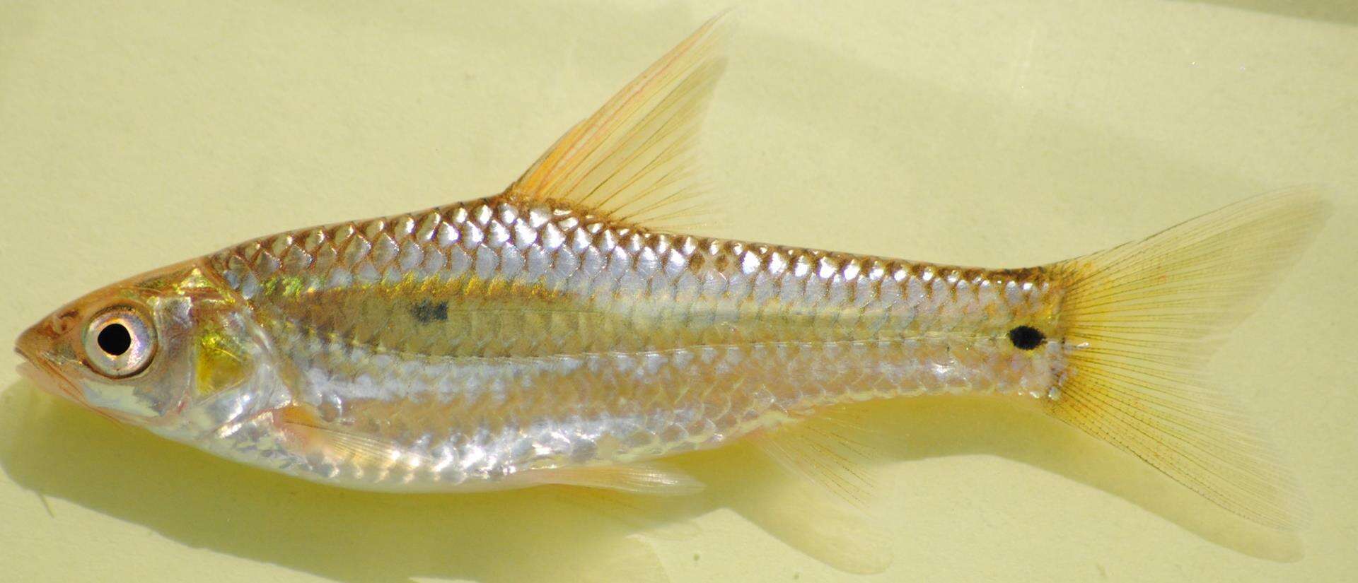 Image of Threespot barb