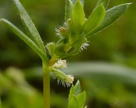 Image of yellow wall bedstraw