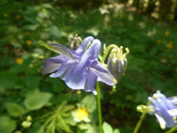 Image of Aquilegia dumeticola Jord.