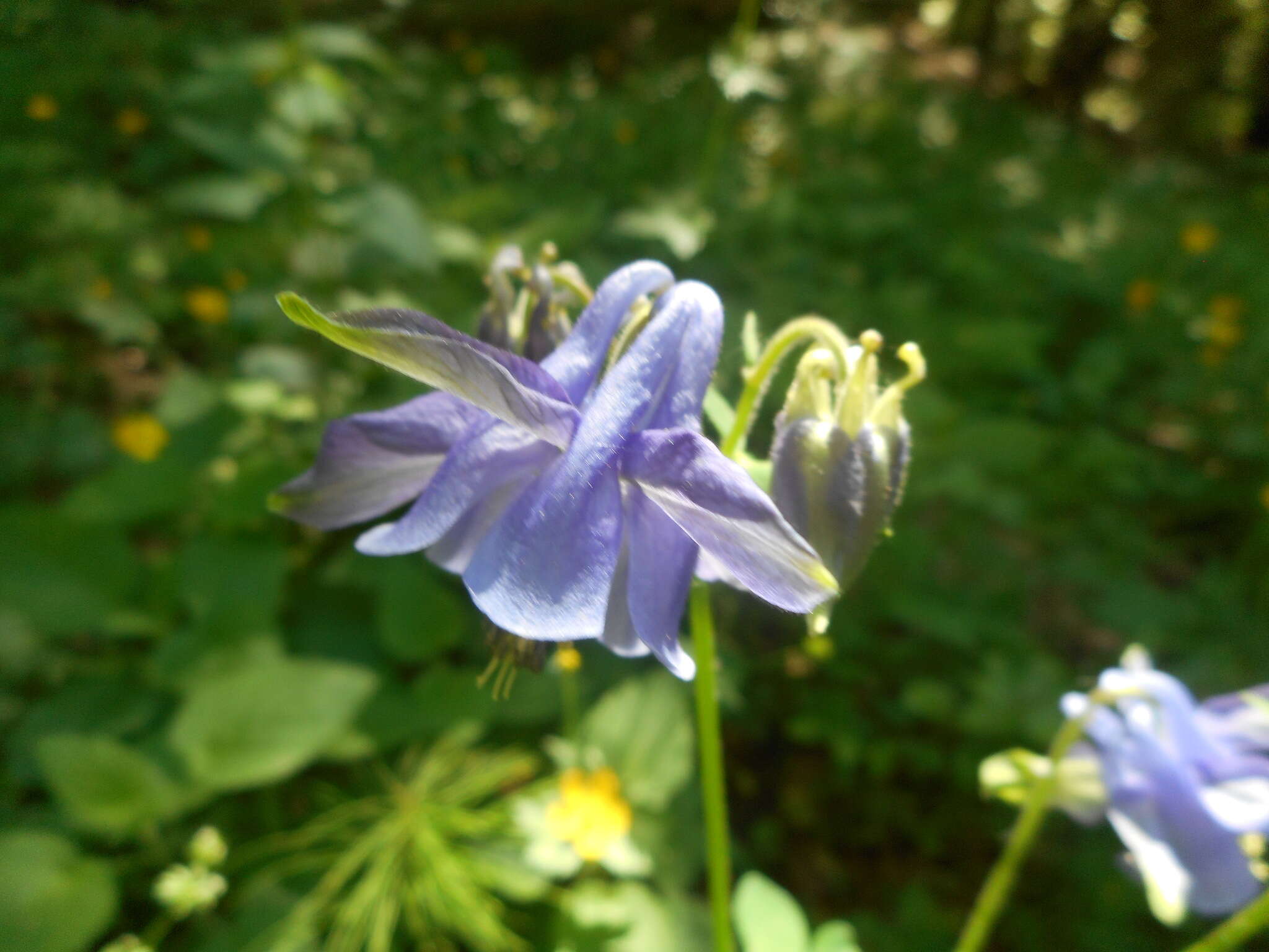 Image of Aquilegia dumeticola Jord.