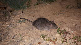 Image of Australian Long-haired Rat