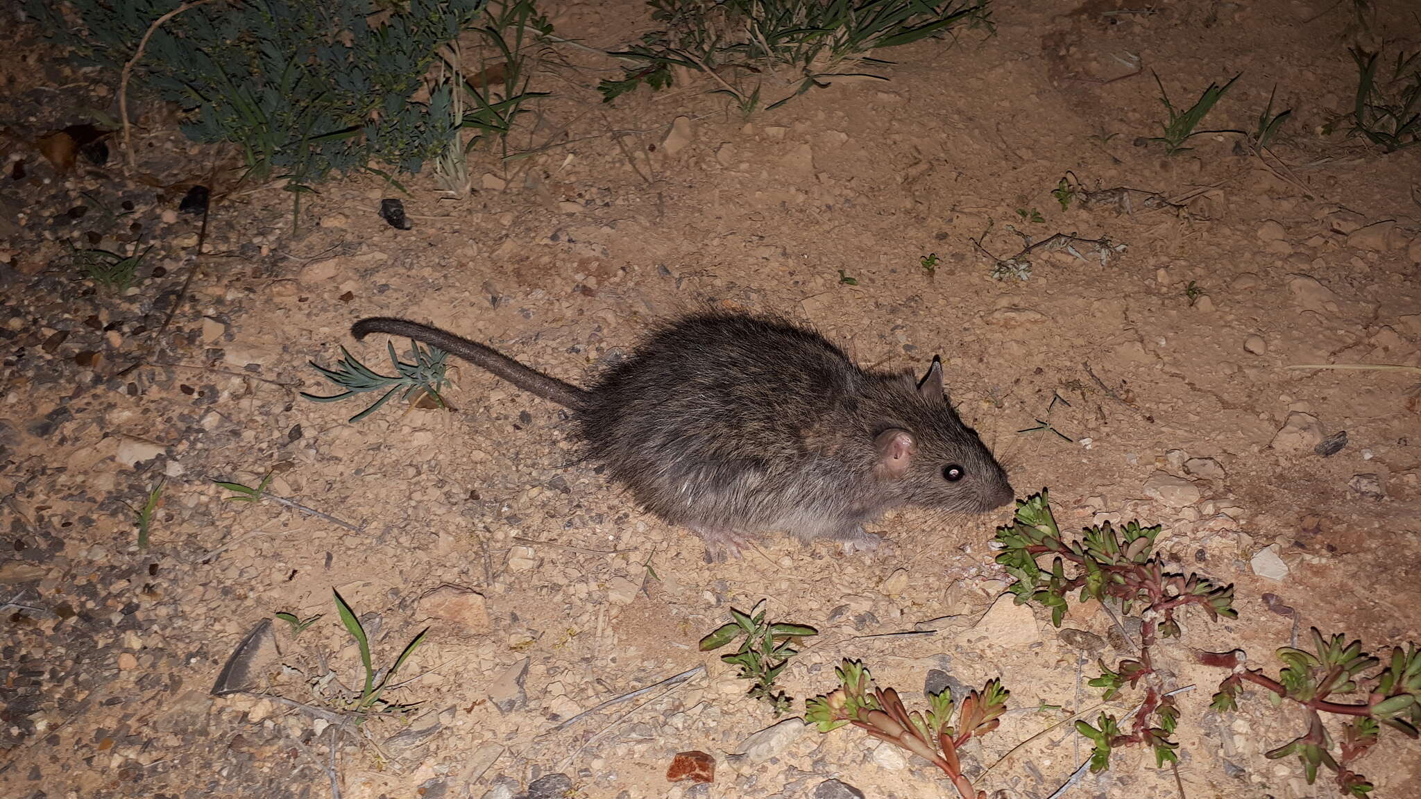 Image of Australian Long-haired Rat