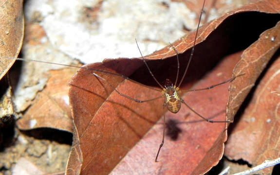 Image of Paecilaema albisectum (Mello-Leitão 1942)