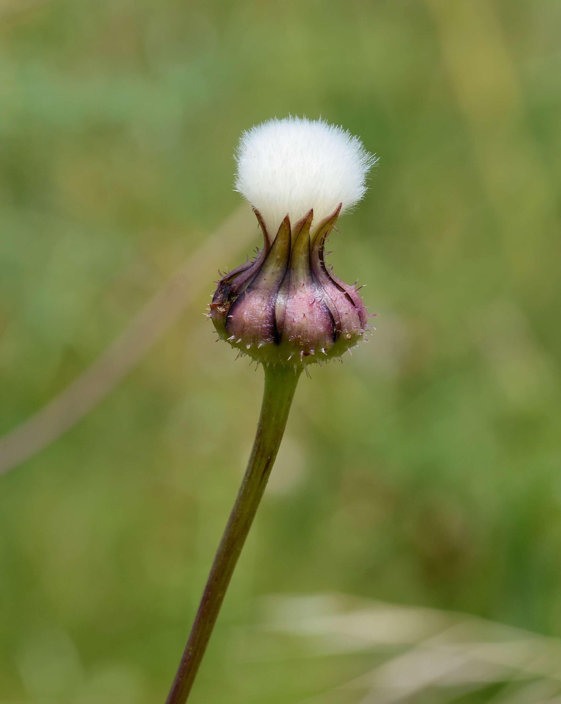 Image of prickly golden-fleece