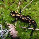 Image of Corsican Fire Salamander