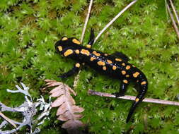 Image of Corsican Fire Salamander