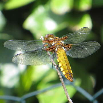 Image of Broad-bodied chaser