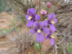 Image of Diascia alonsooides Benth.