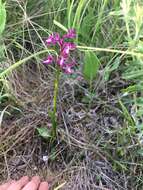 Anacamptis morio subsp. caucasica (K. Koch) H. Kretzschmar, Eccarius & H. Dietr. resmi