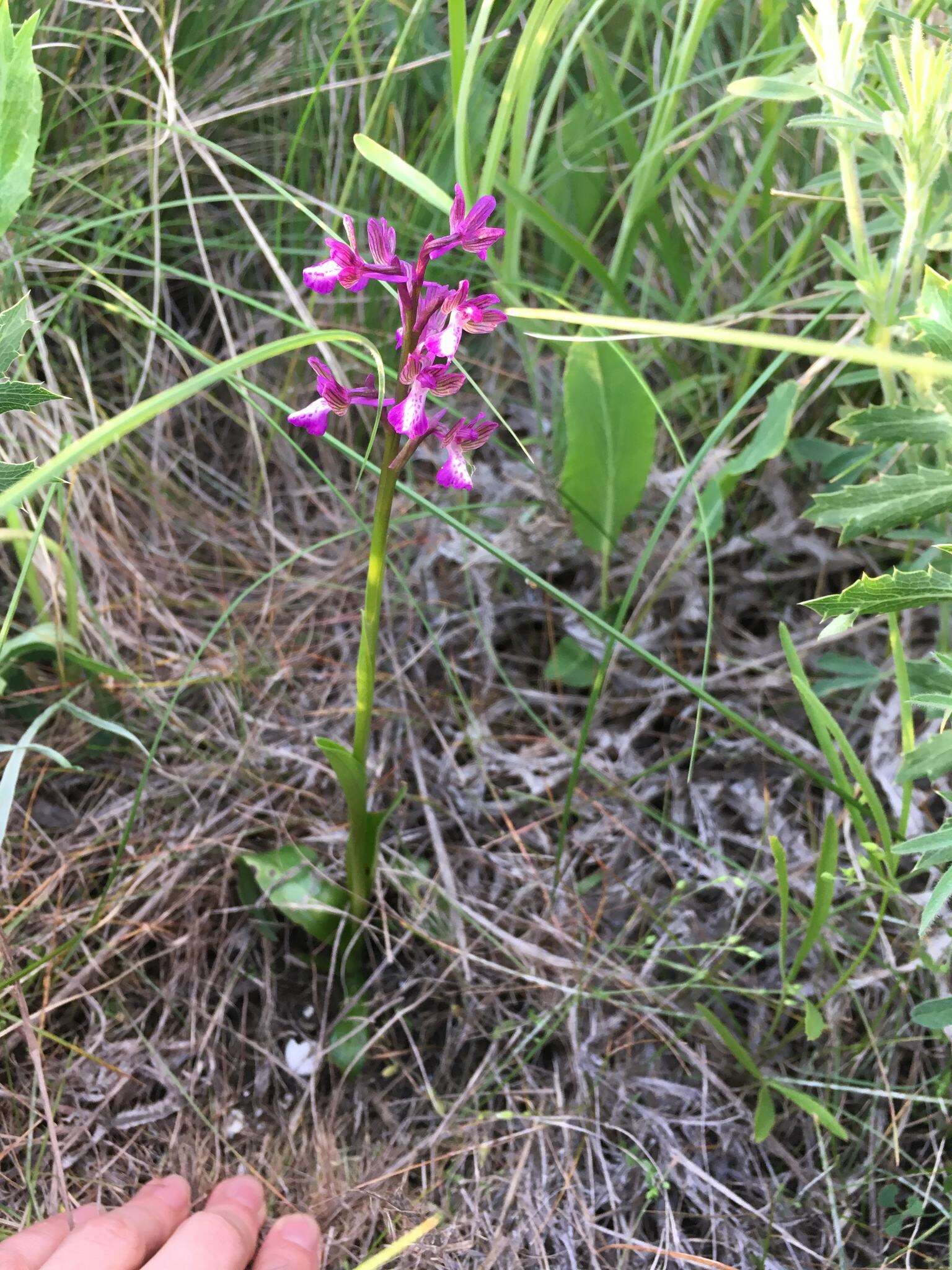 Anacamptis morio subsp. caucasica (K. Koch) H. Kretzschmar, Eccarius & H. Dietr. resmi