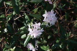 Plancia ëd Rhododendron minus Michx.