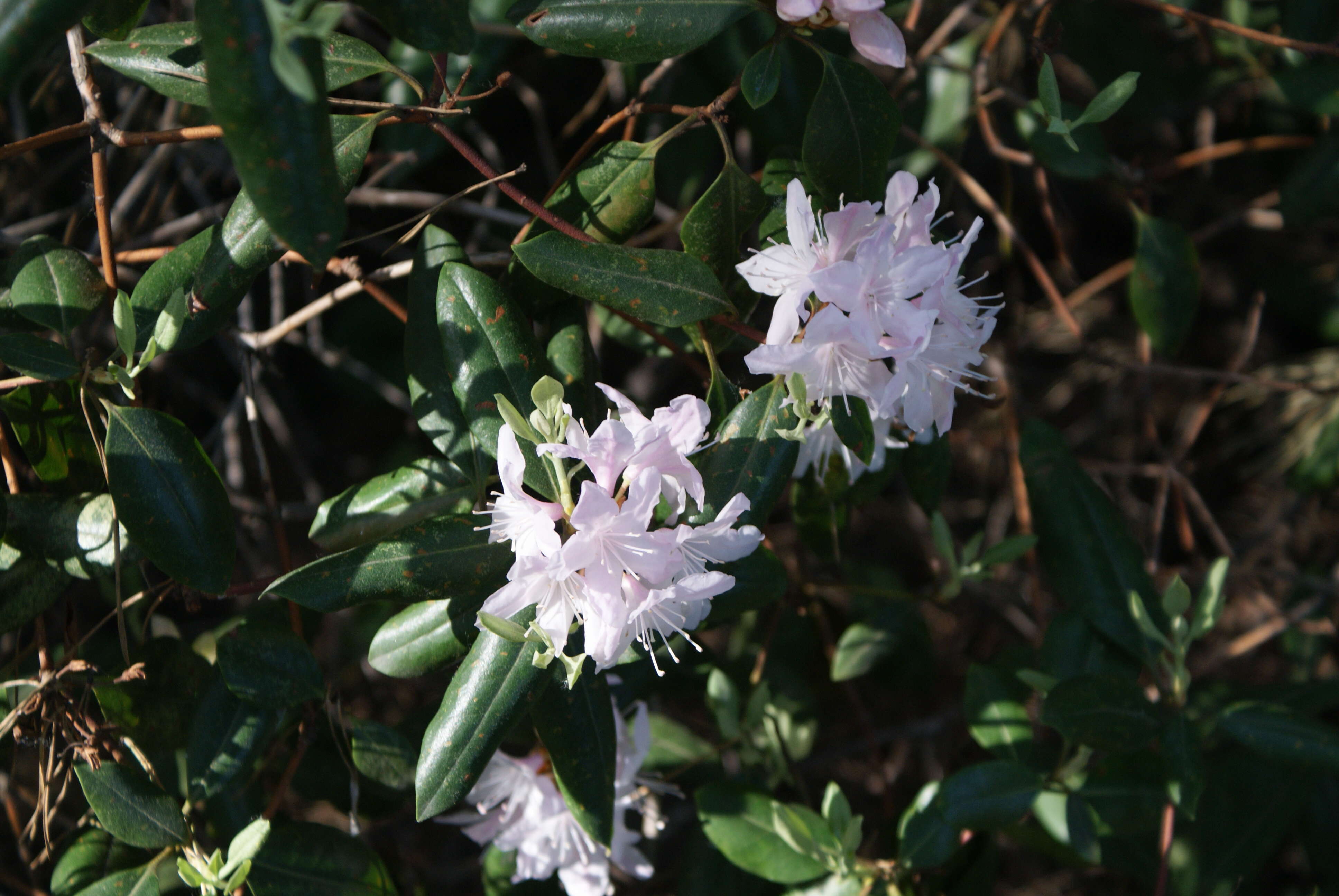 Plancia ëd Rhododendron minus Michx.