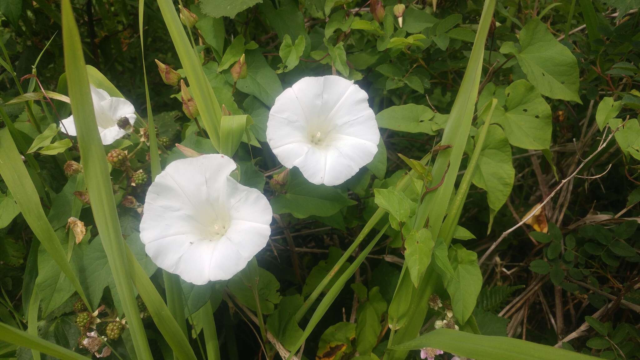 Image de Calystegia silvatica subsp. disjuncta R. K. Brummitt