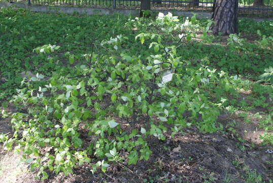 Image of Rhododendron farrerae Tate ex Sweet