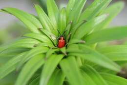 Image of Scarlet lily beetle