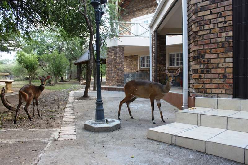 Image of Bushbuck