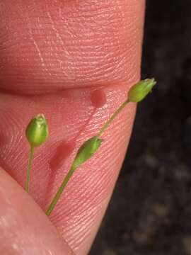 Image of hilly sandwort