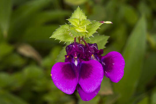 Image of Impatiens lawii Hook. fil. & Thoms.