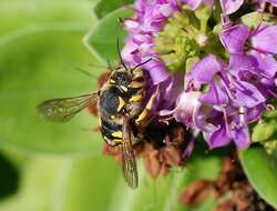 Image de Anthidium florentinum (Fabricius 1775)