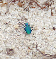 Image of Cicindela (Cicindela) scutellaris unicolor Dejean 1825