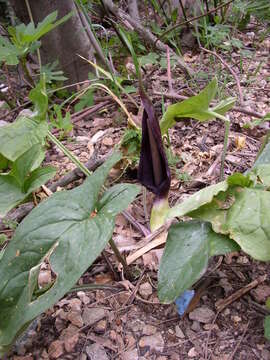 Arum elongatum Steven的圖片