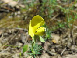 Слика од Gompholobium huegelii Benth.