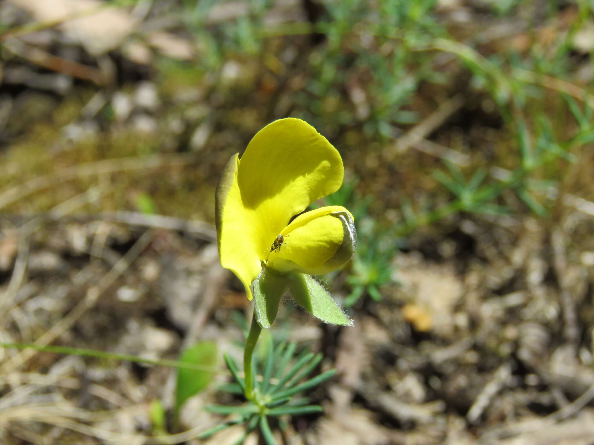 Слика од Gompholobium huegelii Benth.