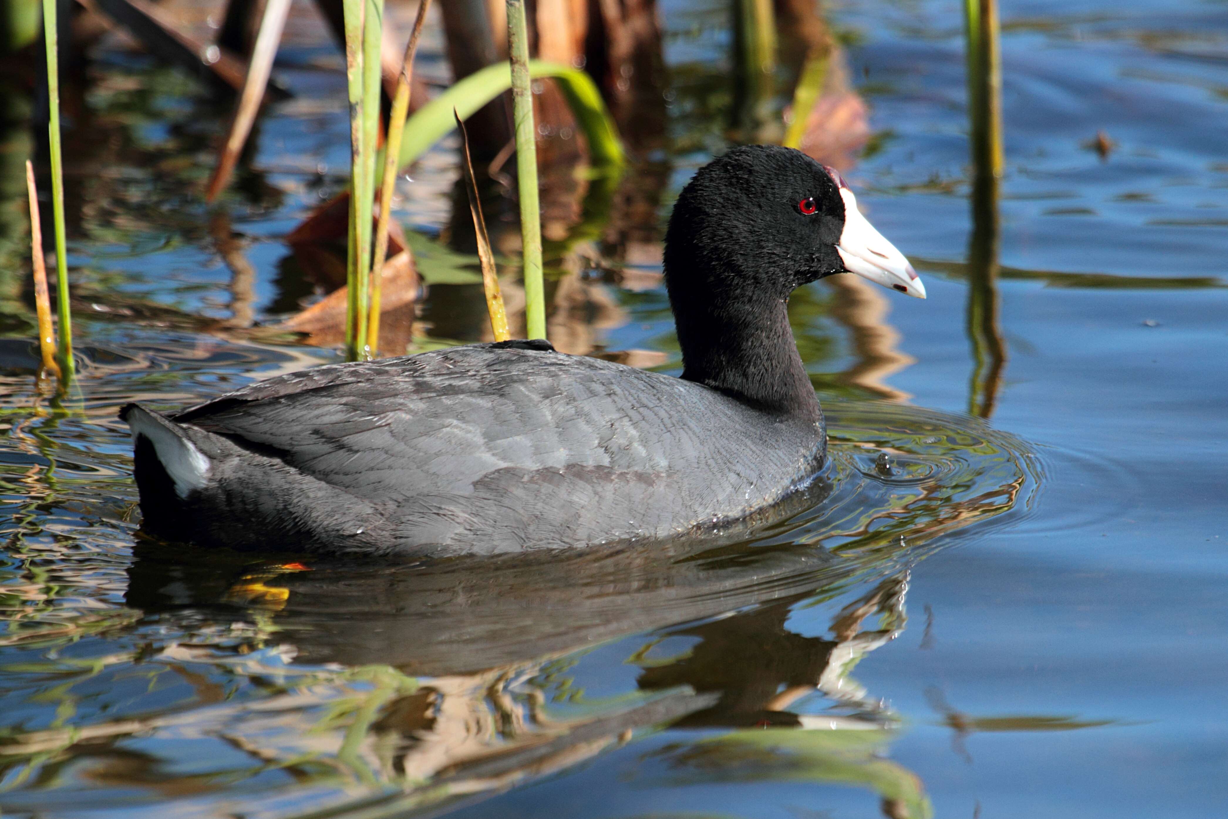 Image of Fulica Linnaeus 1758