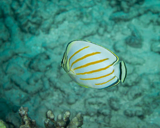 Chaetodon ornatissimus Cuvier 1831 resmi