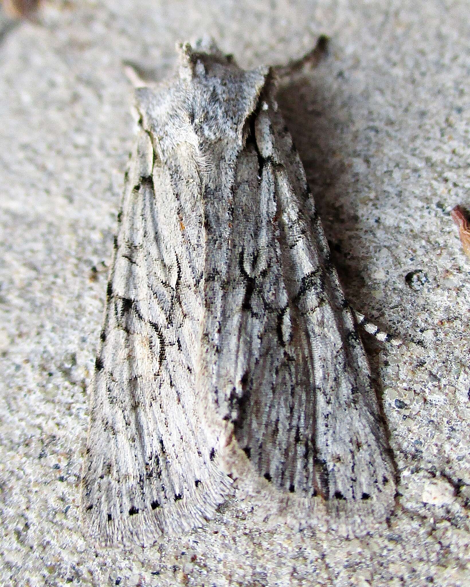 Image of grey shoulder-knot