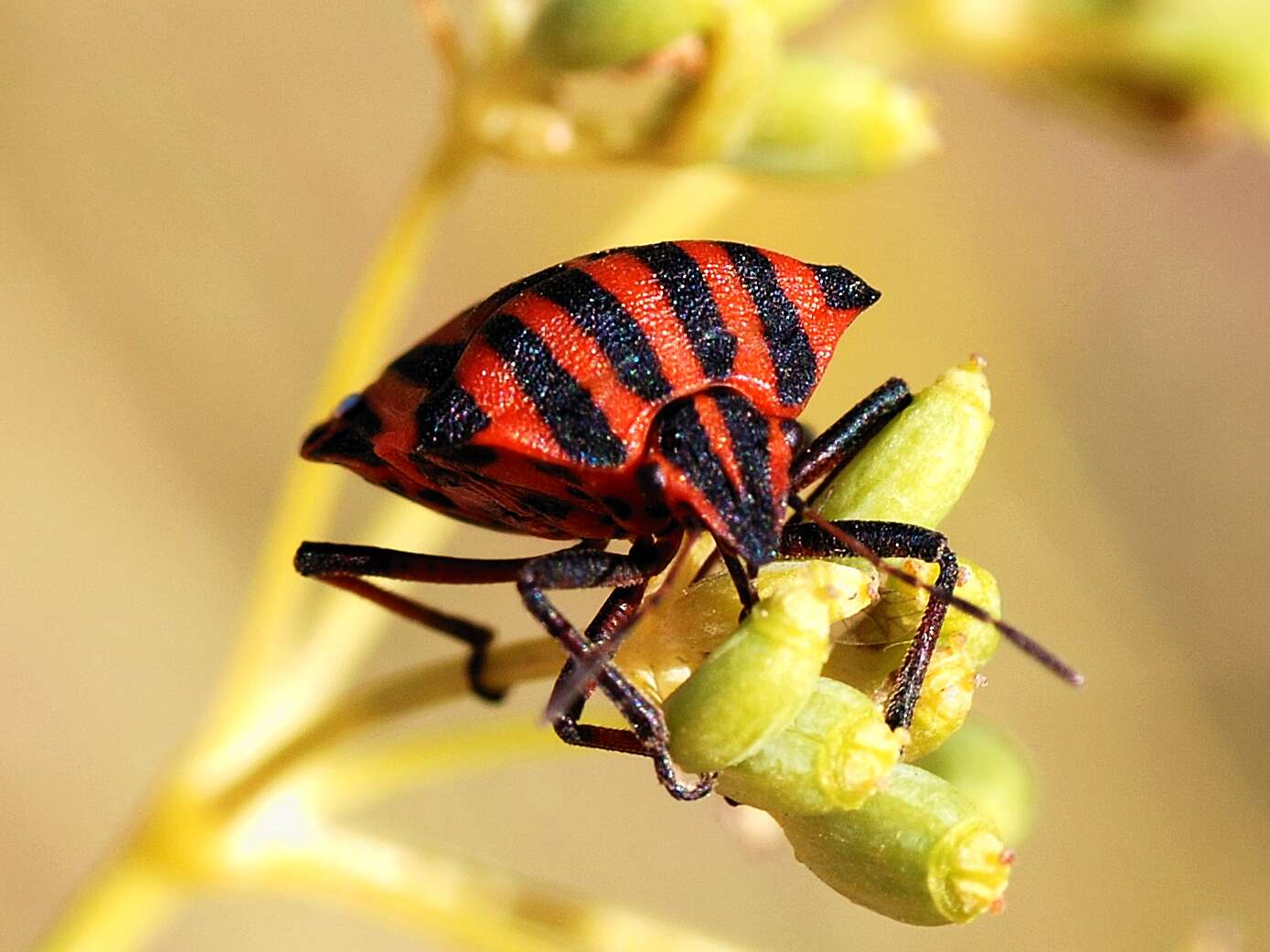 Image of <i>Graphosoma italicum</i>